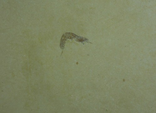 Schwimmkrebs anpräpariert