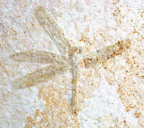 Malm tarsophlebia sp - ,
