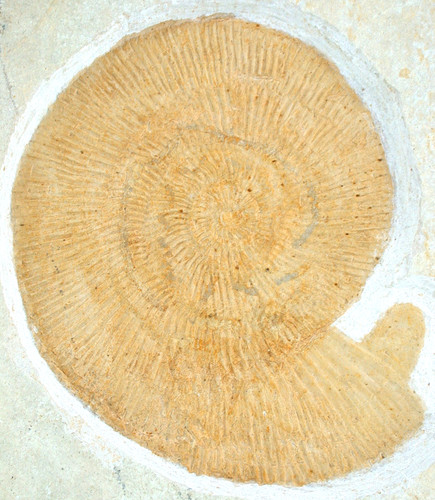 Malm silicisphinctes hoederli - ,