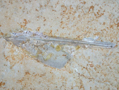 Malm unbestimmter belemnit - ,