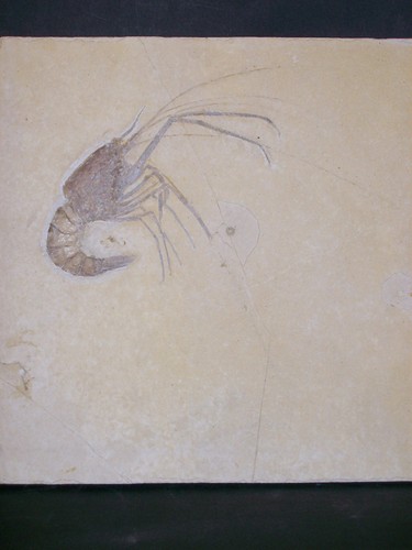 Grosser aeger armatus - aeger,