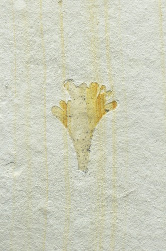Ginkgo blatt seltenes - ginkgo,