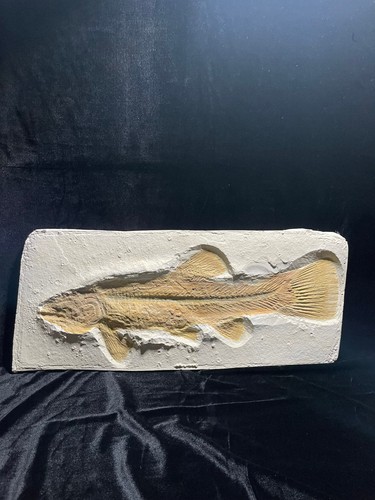 Fossil replikat amiopsis - fossil-replikat, :