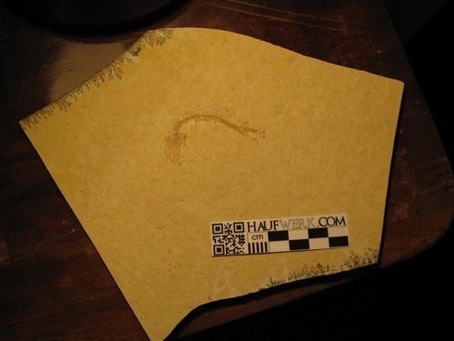 Leptolepides sprattiformis - ,