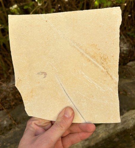Garnele solnhofen plattenkalk - solnhofen,