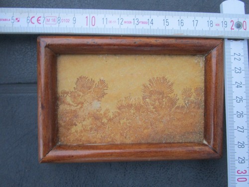 Original dendriten - ,