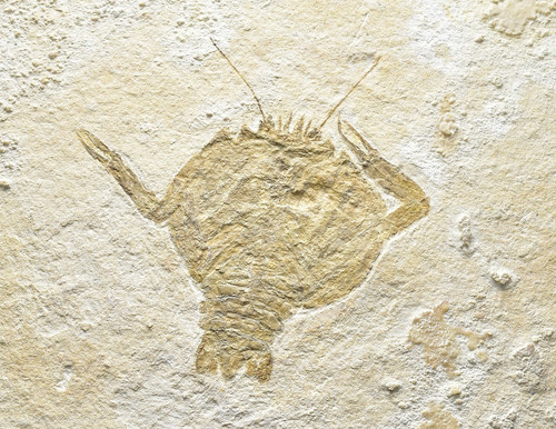 Panzerkrebs cyclerion - cyclerion, sp