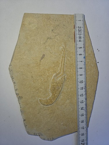 Echtes krebs fossil - krebs-fossil, /