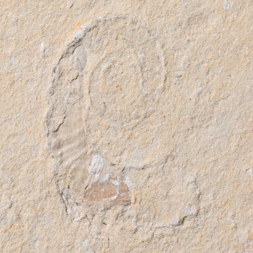 Fossil allocrioceras annulatum - allocrioceras,