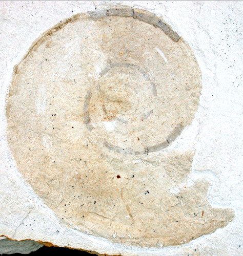 Malm haploceras elimatus - ,