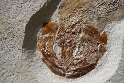 Raubfisch caturus solnhofener - raubfisch,