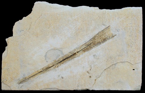 Malm rhaphibelus acicula - malm,