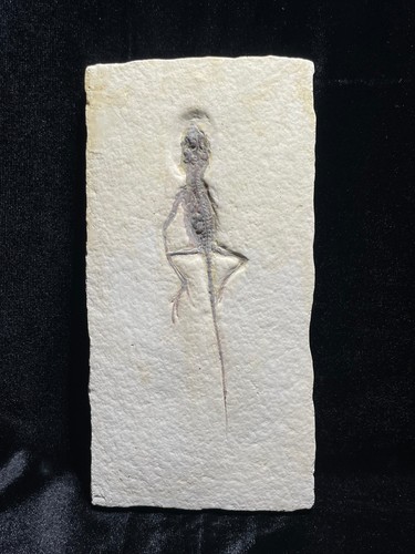 Homoeosaurus fossil - homoeosaurus, sp.