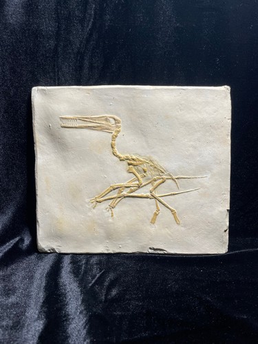 Pterodactylus kochi fossilien - pterodactylus,