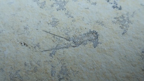 Juveniler krebs palinurina - juveniler,
