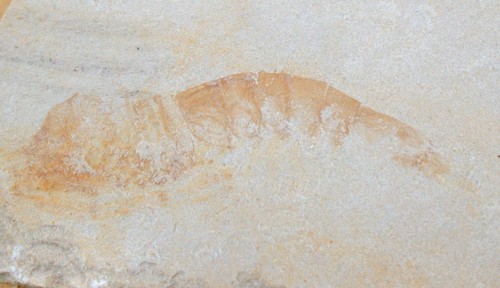 Malm juvenile garnele - malm,