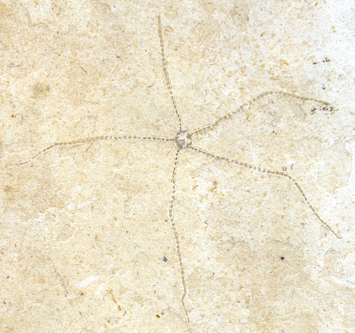 Malm geocoma carinata - malm,