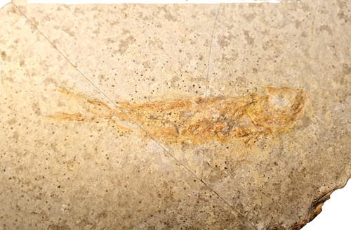 Leptolepides sprattiformis