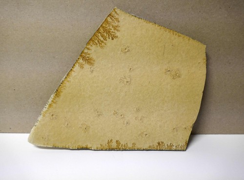 Fossilien haarsterne - -,