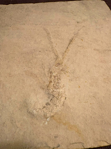 Urzeit krebs fossil solnhfen - fossil,