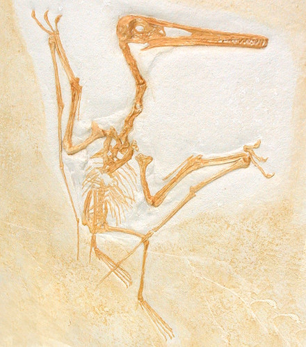 Malm pterodactylus kochi - ,