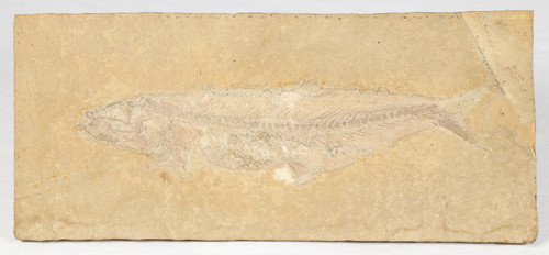 Fisch fossil tharsis dubius - tharsis,