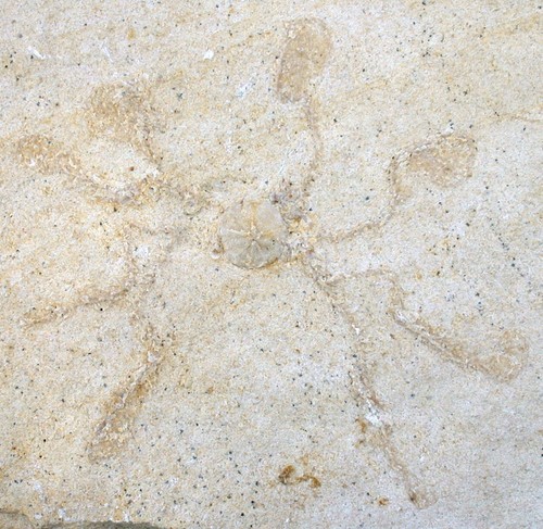 Malm saccocoma tenella - malm,