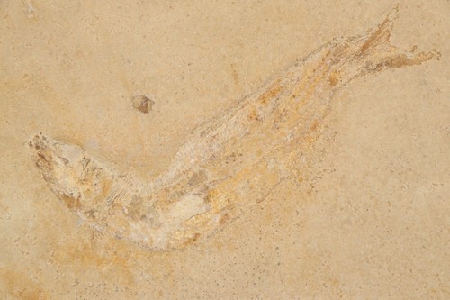 Fisch fossil leptolepides - fossil,