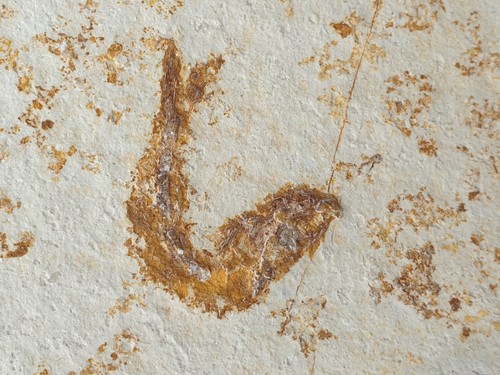 Leptolepides sprattiformis - ,