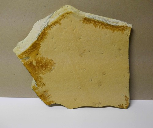 Fossilien haarsterne - fossilien,