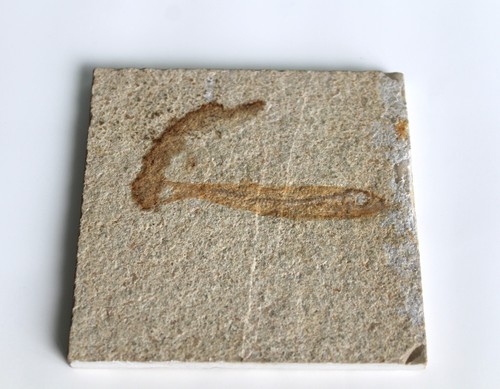 Echtes fisch fossil 8 cm - fisch-fossil,