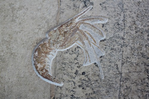 Aeger tipularius schwimmkrebs - ,