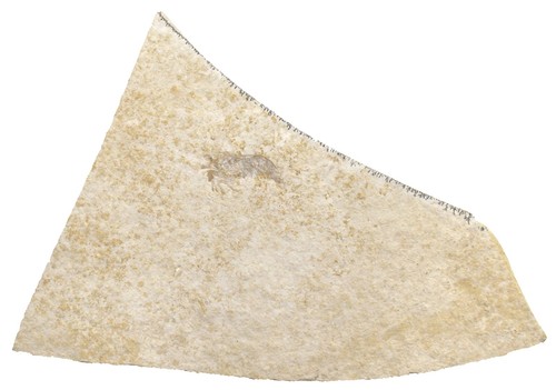 Malm buergerocaris - malm,