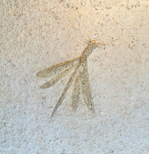 Libelle stenophlebia - libelle,