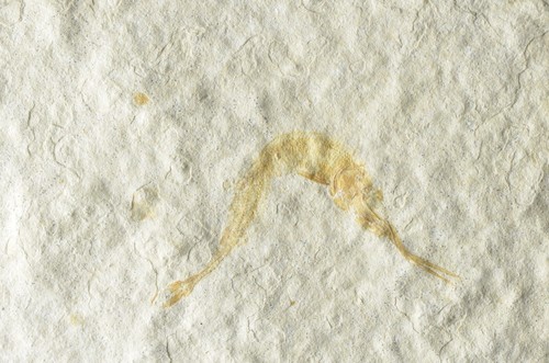 Schnabelfisch aspidorhynchus - schnabelfisch,