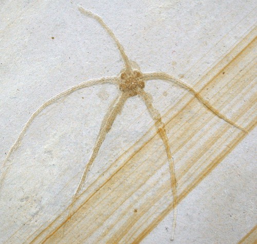 Malm geocoma carinata - ,