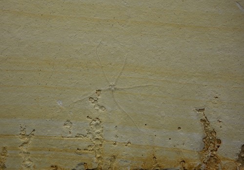 Schlangenstern geocoma - schlangenstern,