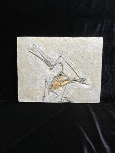 Rhamphorhynchus fossil - rhamphorhynchus,