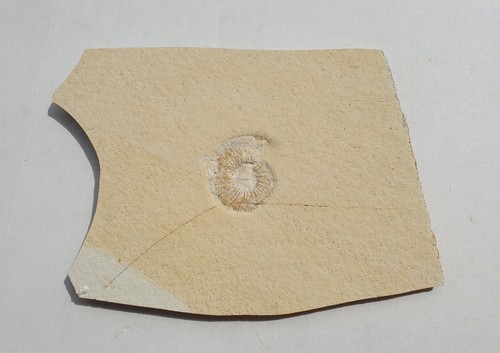Ammonit subplanites - ammonit,