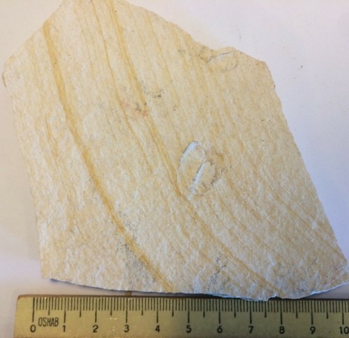 Aptychus fossil ammonit - 2x,