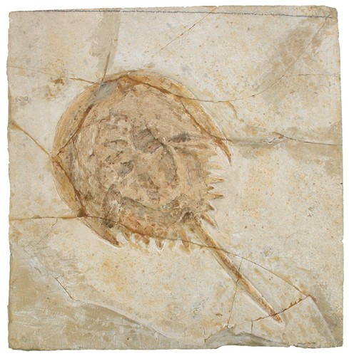 Malm mesolimulus walchi - malm,