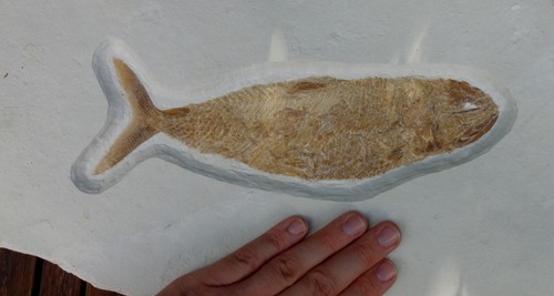 Fisch pholidophorus - fisch, sp
