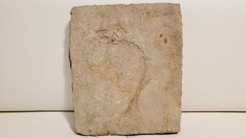 Versteinerter fisch fossil - fisch,